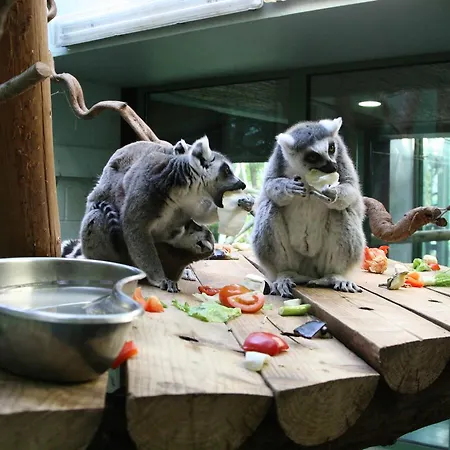The At Zoo Gardens Lodge *